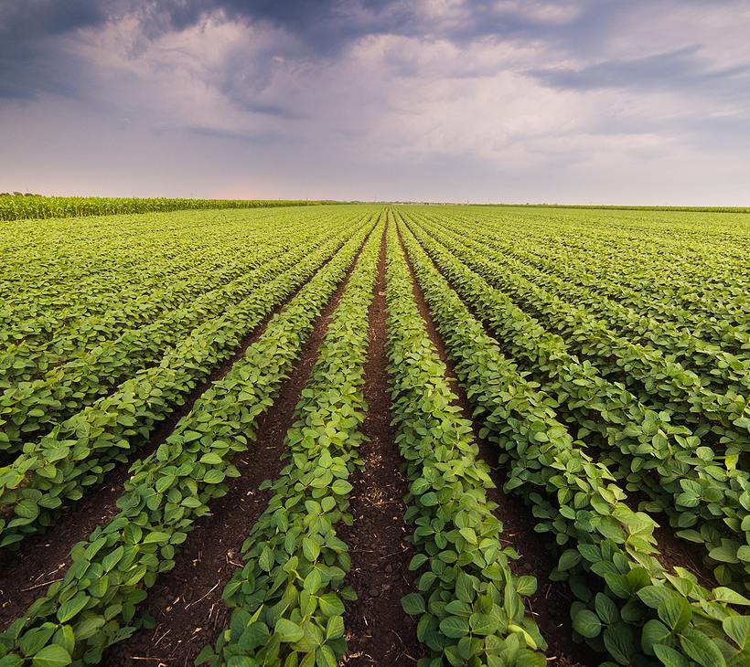 rows in a farm field