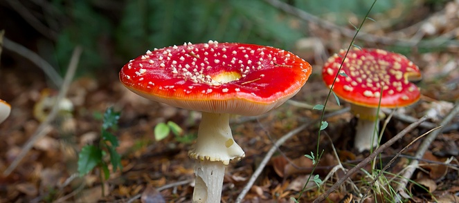 mushroom growing wild